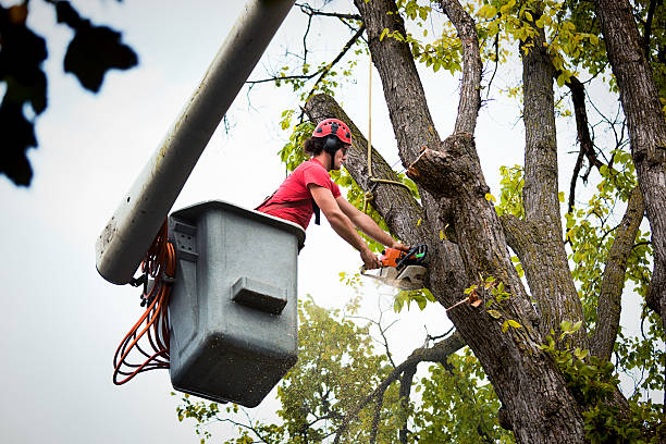 Best Commercial Tree Services  in Clemmons, NC